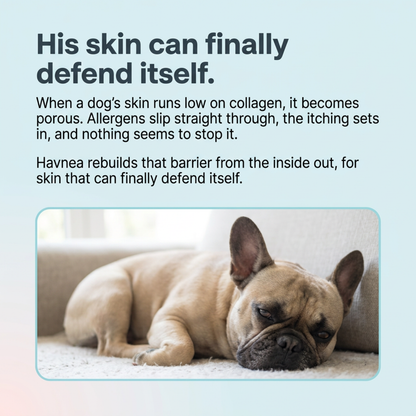 Havnea Liquid Collagen for Itchy Skin & Allergies